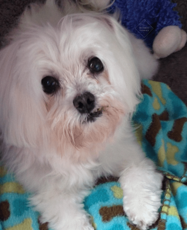 The Best Christmas Gift Ever