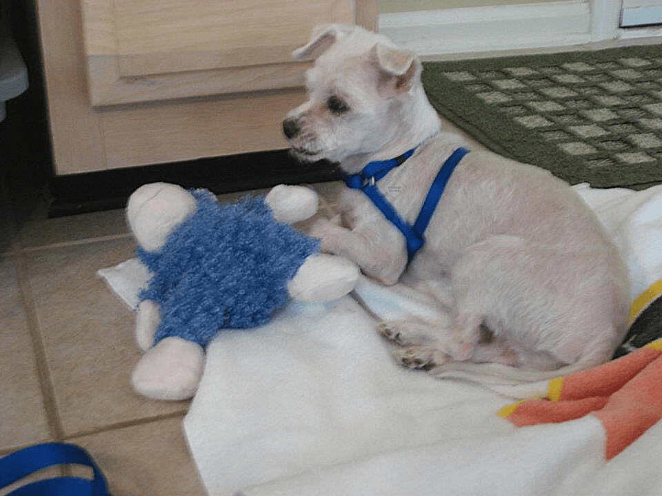 Dog Christmas Gift