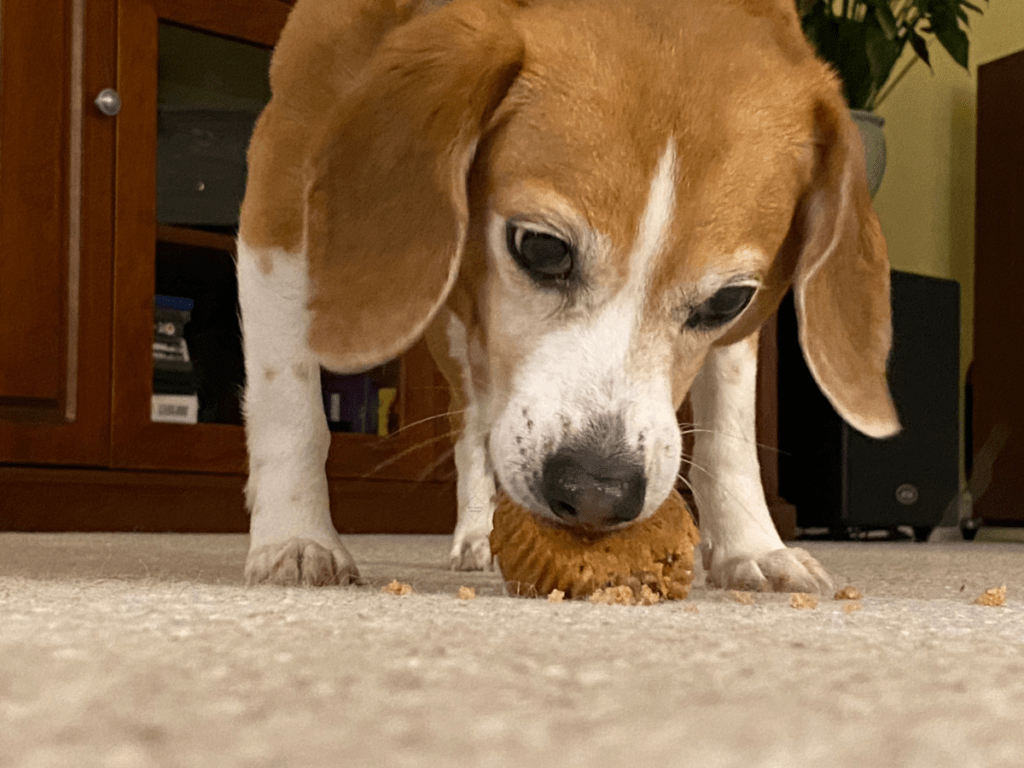 pupcakes dog dogs