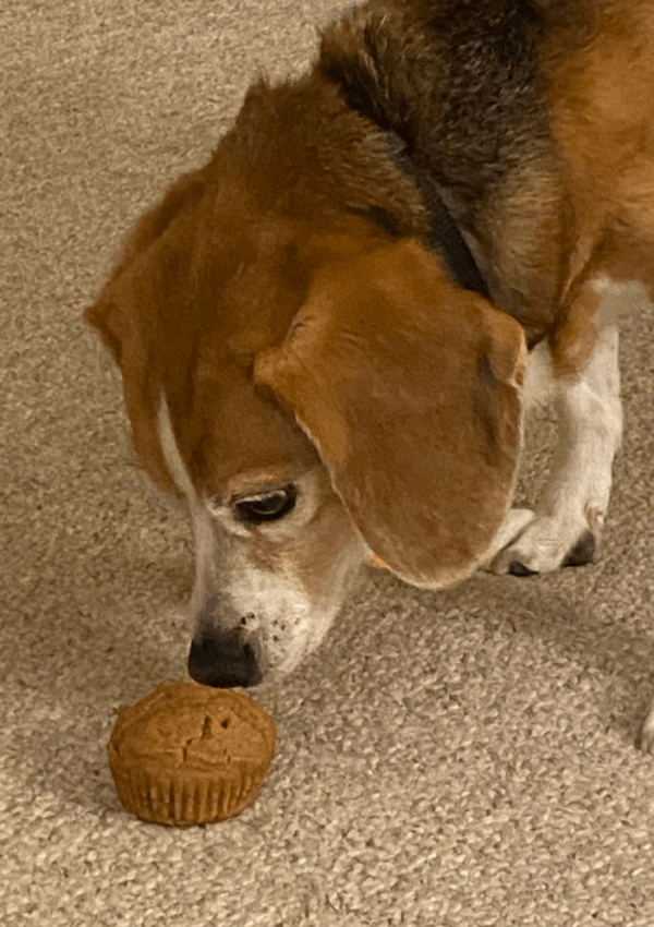Easy & Yummy Pupcakes For Your Dog’s Birthday