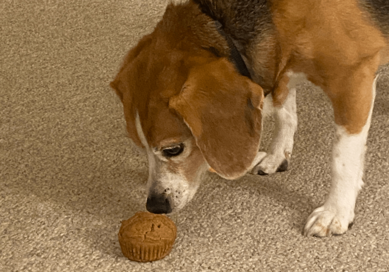 pupcakes dog dogs