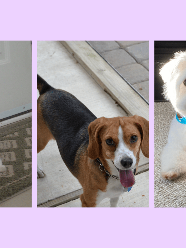 2 Maltese and a Beagle