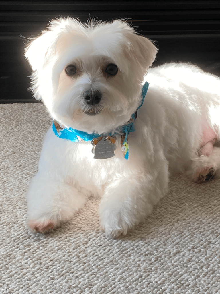 Dog Oliver