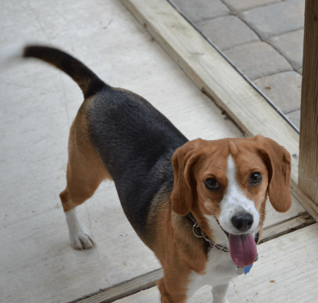 Dog Rosie