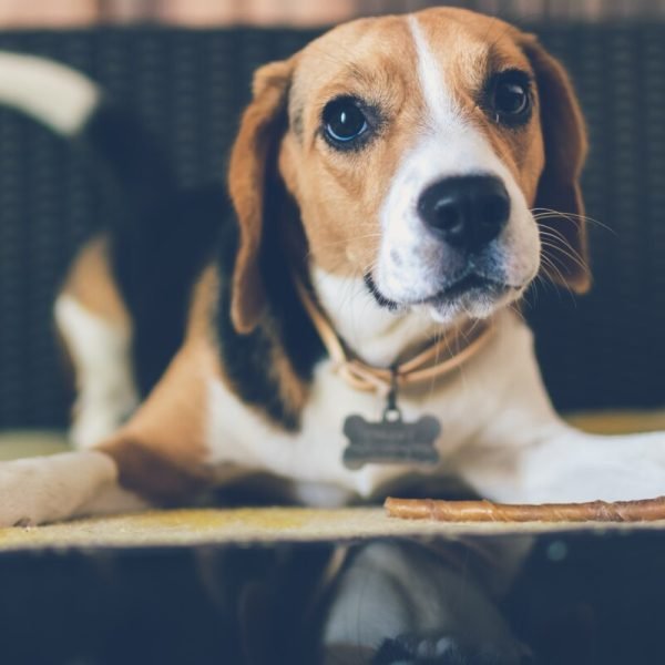 must have items for dog