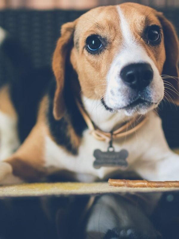 Must Have Items for Dog Owners