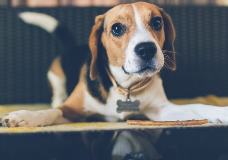 must have items for dog