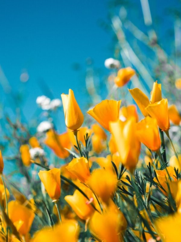 10 Perfect and Happy Quotes for the Spring