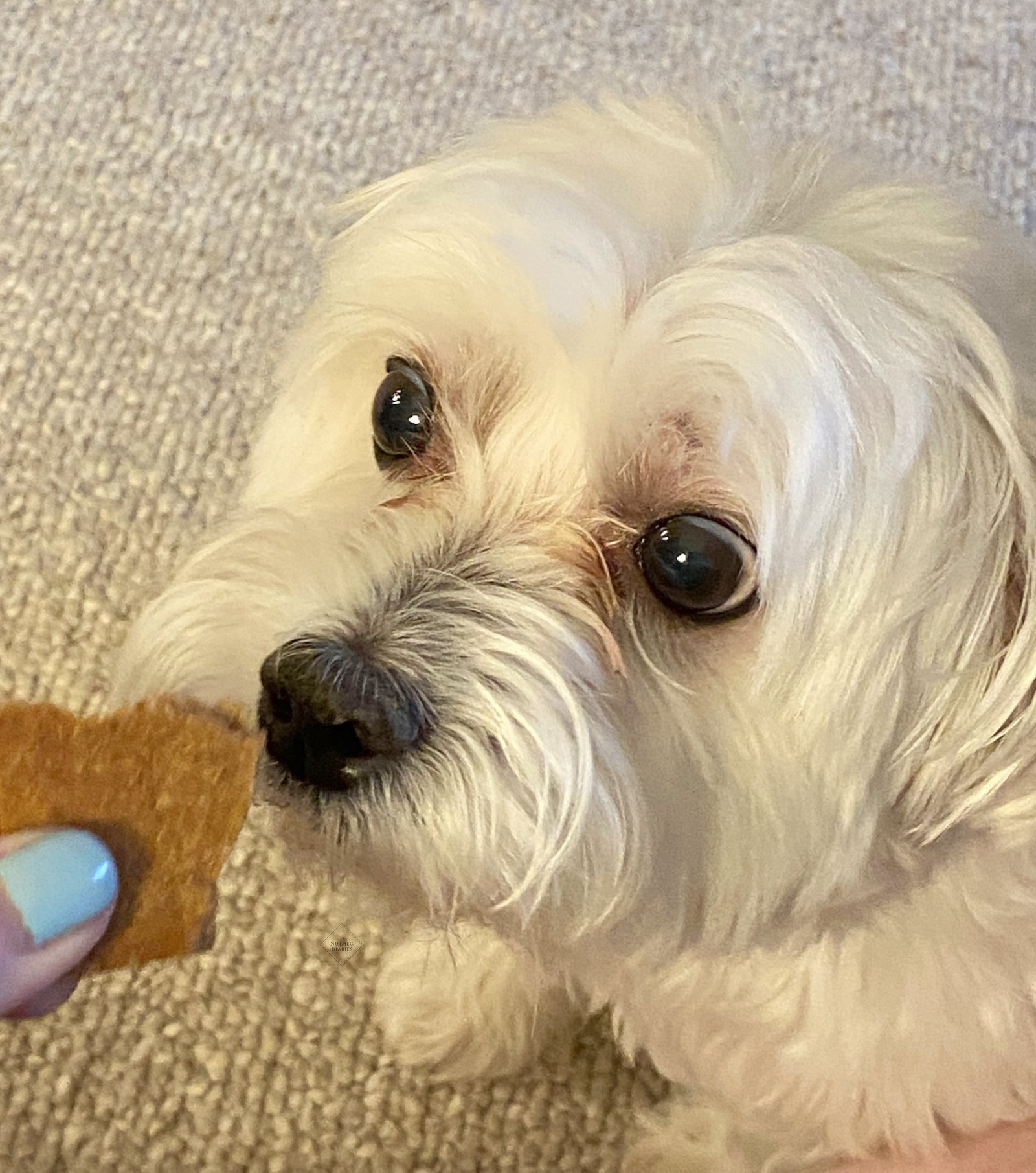 Homemade Gingerbread Dog Treats